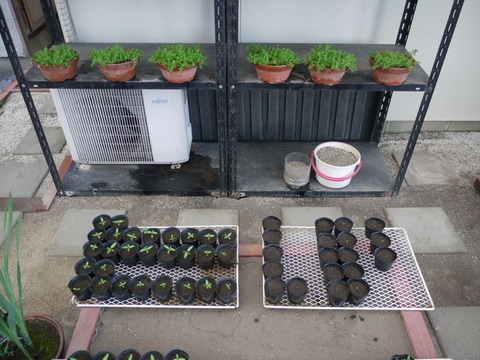 garden_02