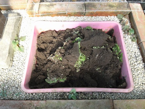 garden_05