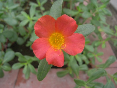 portulaca_01