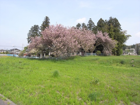 jinjya_01