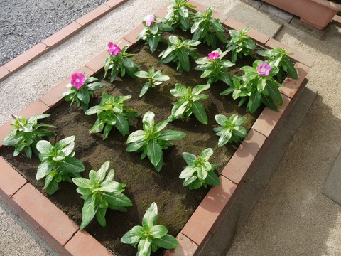catharanthus_02