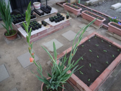 gladiolus_01