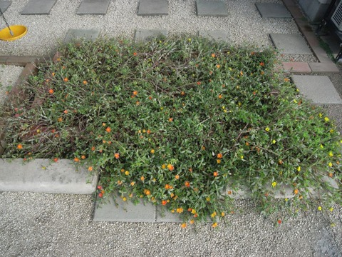 garden_09