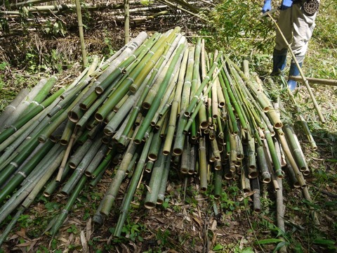 bamboo_01