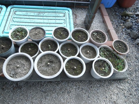 garden_06