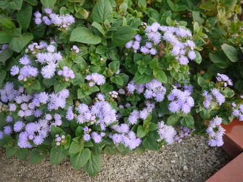 ageratum_01