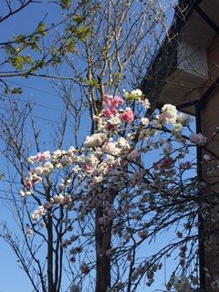 枝垂れもも