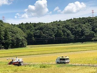 稲刈り
