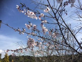 桜2 (2)
