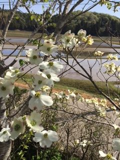 田植