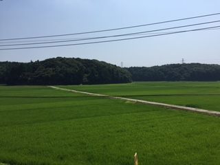 夏の水田