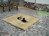 赤ちゃんパンダ | 不妊|鍼灸|大阪|卵子の質|鍼灸治療は三ツ川レディース鍼灸院