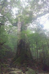 七本杉