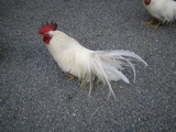chicken