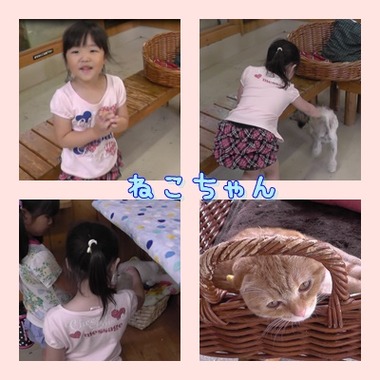 cats