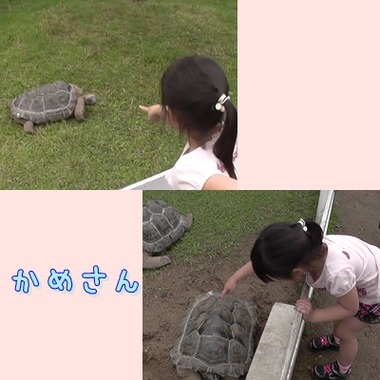 かめ