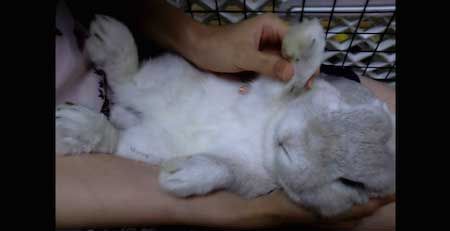 うさぎを抱っこする方法0