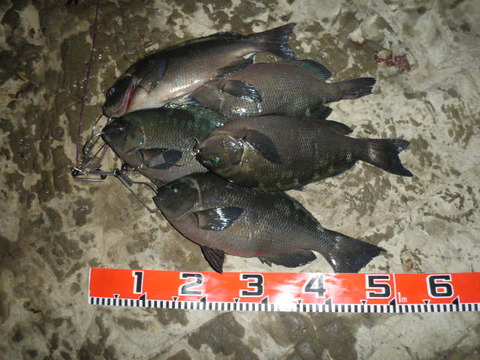 CAYUA734