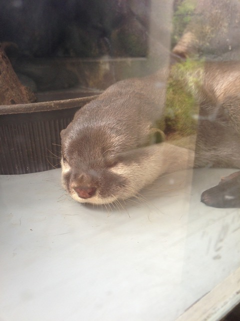 カワウソ