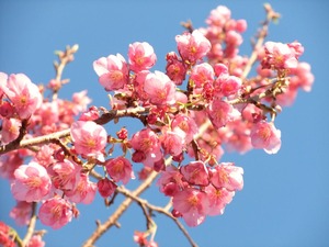 DSCF1445
