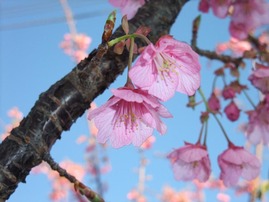 DSCF1437