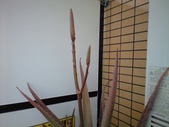 20100409¥¢¥í¥¨
