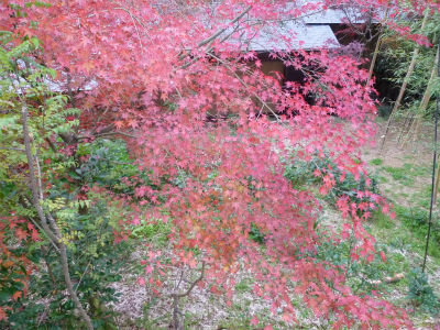 kyoto 315