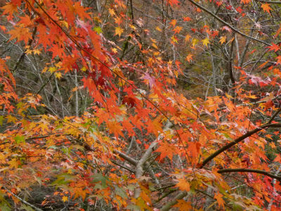 kyoto6