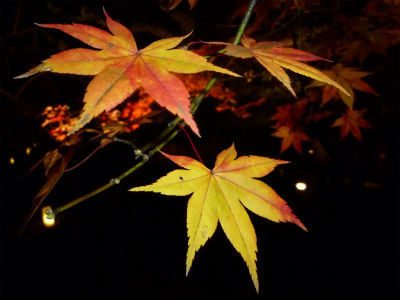 kyoto8