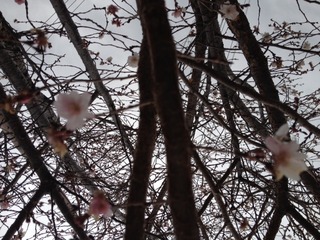 寒桜