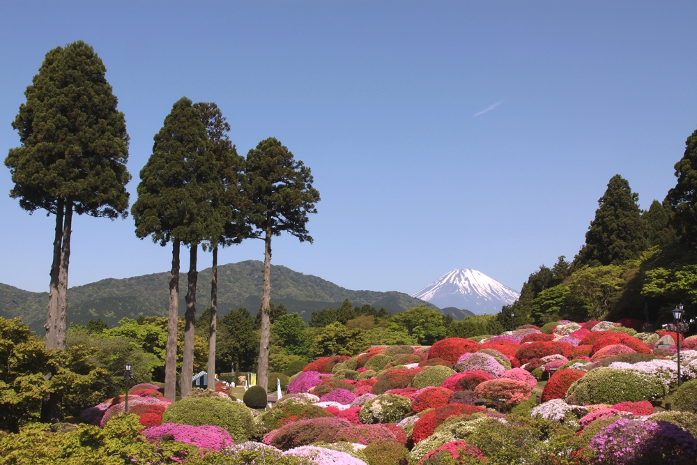 ５月の箱根の風物詩 みやびお