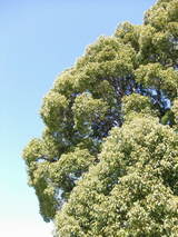 2009_02080312