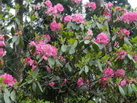 DSCF7771