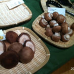 六本木BBQガーデンきのこ