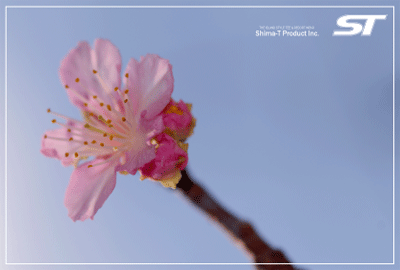 sakura