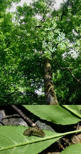 Coreana stygiana0705