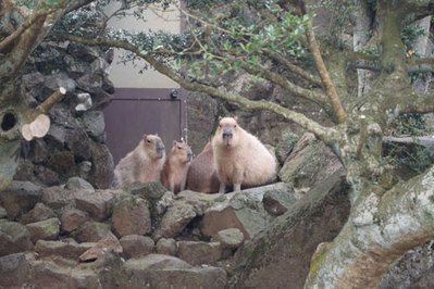 カピバラ