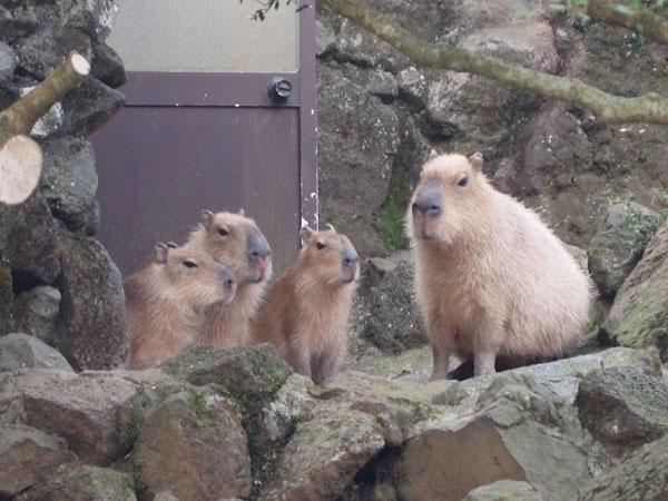 カピバラ