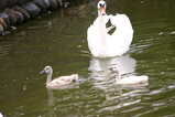 705cb633.JPG