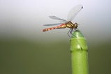 a81afe2f.jpg