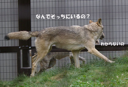 なんで?