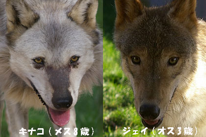 円山動物園 シンリンオオカミ