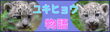 円山動物園 ユキヒョウ