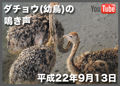 ダチョウの鳴き声