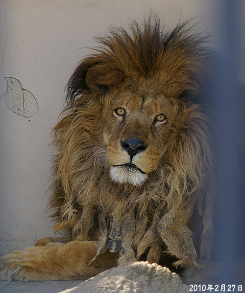 北の暮らし ～札幌・宮の森から～ : <b>おびひろ動物園</b>のライオン