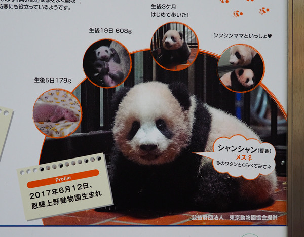 シャンシャン