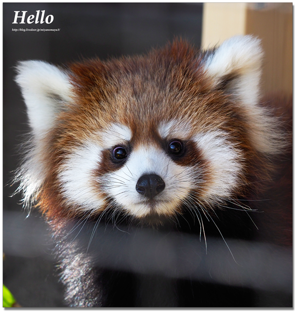 赤ちゃん