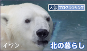 イワンボ