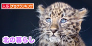 ボタン