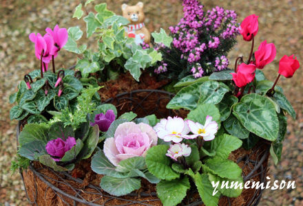 リングバスケットの寄せ植え